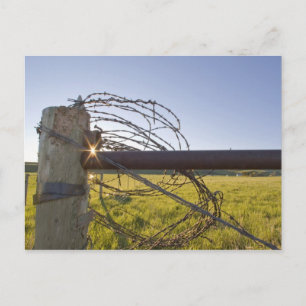 Postal Alambre de púas rodado para arriba en fencerow