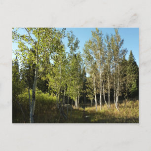 Postal Alamos a lo largo del sendero Moose Ponds en Grand