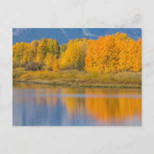 Postal Álamos coloreados de otoño