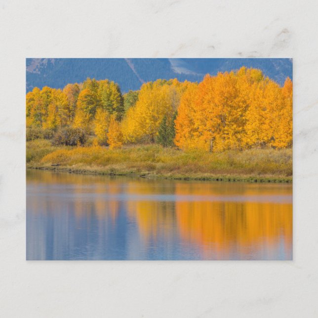 Postal Álamos coloreados de otoño (Anverso)