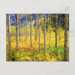 Postal Álamos en Otoño en las Montañas Rocosas