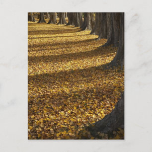 Postal Álamos en otoño, Lago Wanaka, Otago,