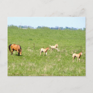 Postal Alas de mayo: Caballos
