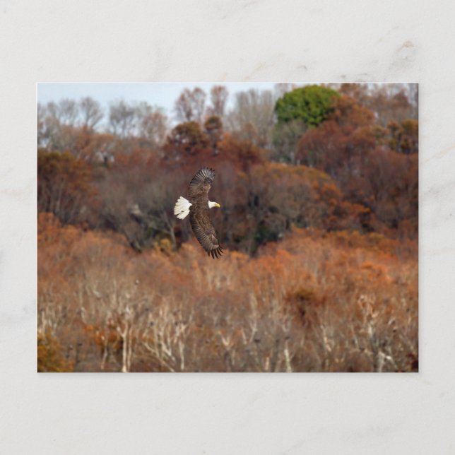 Postal Alas de otoño (Anverso)