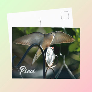 Postal Alas de Paloma que Despliegan Paz Fotográfica