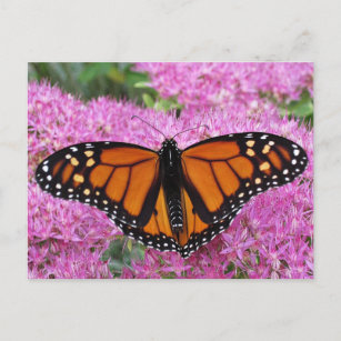 Postal Alas monarcas en rosa - mariposa