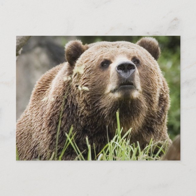 POSTAL ALASKA (Anverso)