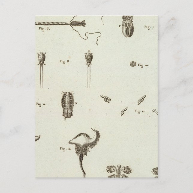 Postal Alaska 3 (Anverso)