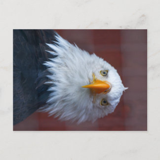 Postal Alaska Bald Eagle, muy serio