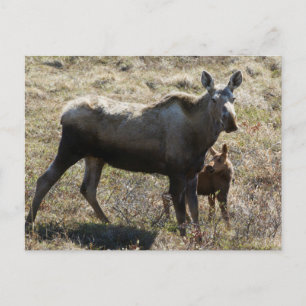 Postal Alaska Cow Moose con ternera