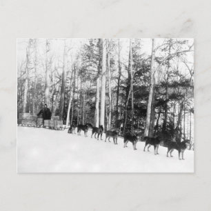 Postal Alaska Dog Sledding