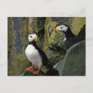 Postal Alaska, Isla de San Pablo, las Pribilof, cuerno