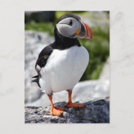 Postal Alaska Puffins Pájaros Coloridos