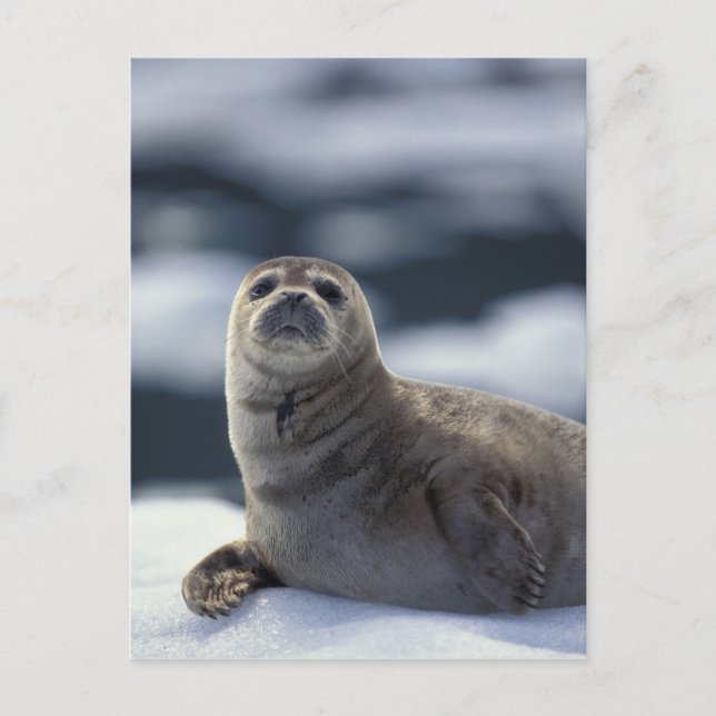 Postal Alaska, región sureste Foca en el hielo (Anverso)