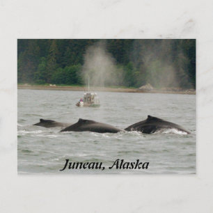 Postal Alaska Whales