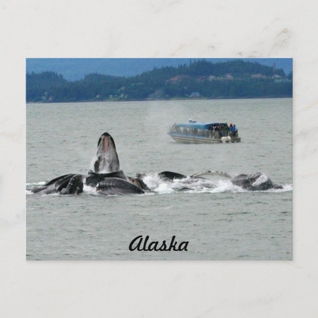 Postal Alaska Whales (Anverso)