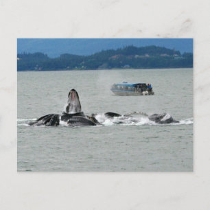 Postal Alaska Whales