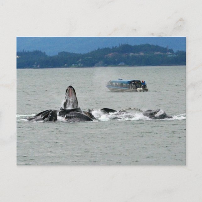 Postal Alaska Whales (Anverso)