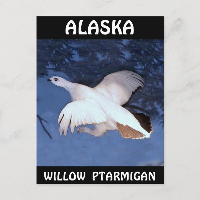 Postal Alaska Willow Ptarmigan (Anverso)