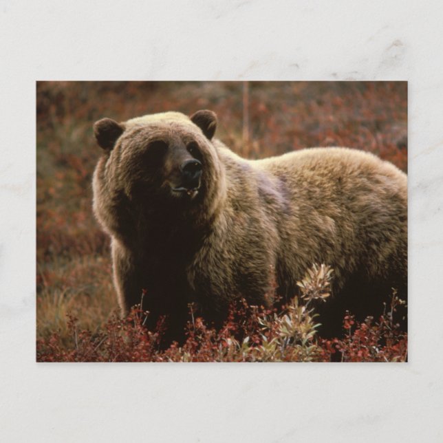 Postal Alaskan Brown Bear (Anverso)