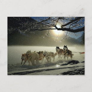 Postal Alaskan Husky Dog Sled Race
