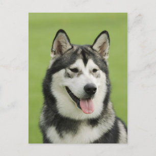 Postal Alaskan malamute
