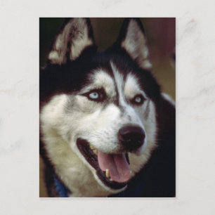 Postal Alaskan Malamute