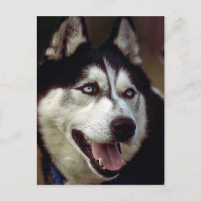 Postal Alaskan Malamute (Anverso)
