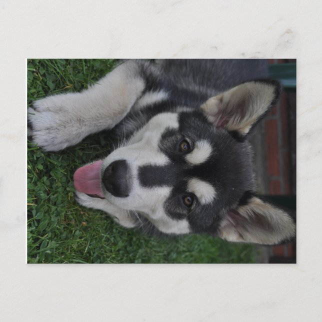 Postal Alaskan Malamute (Anverso)