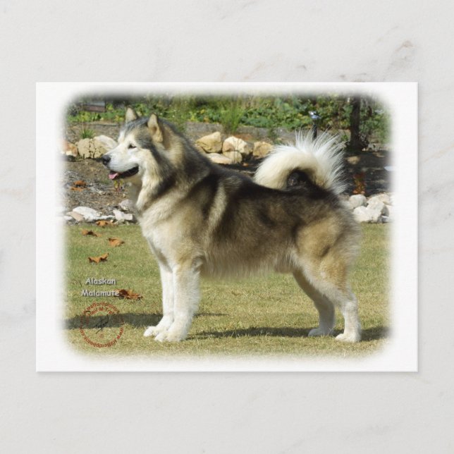 Postal Alaskan Malamute 9R034D-463 (Anverso)