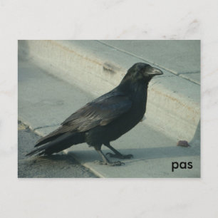 Postal alaskan raven