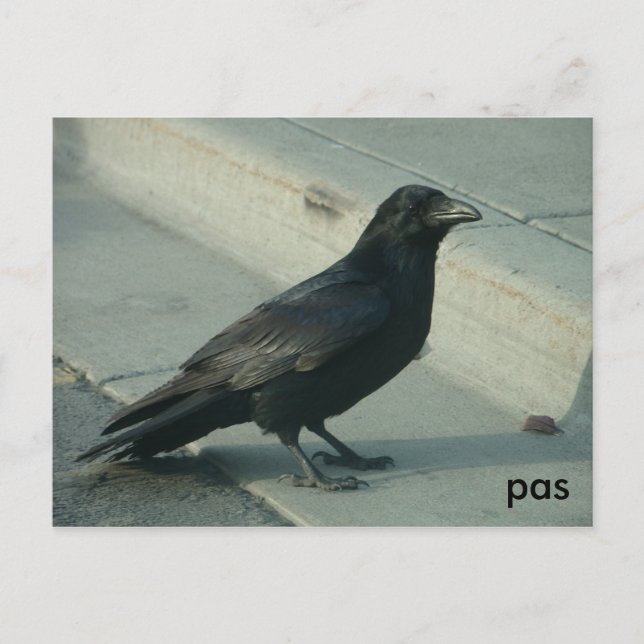 Postal alaskan raven (Anverso)