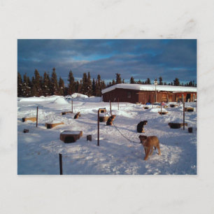 Postal Alaskan Sled Dogs