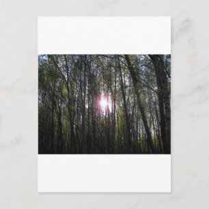 Postal Alaskan Sun