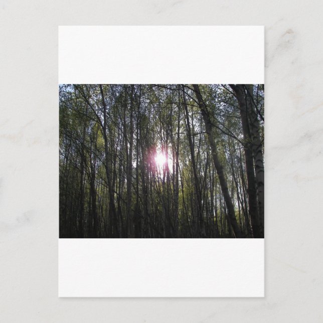 Postal Alaskan Sun (Anverso)