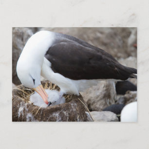 Postal Albatros con una chica