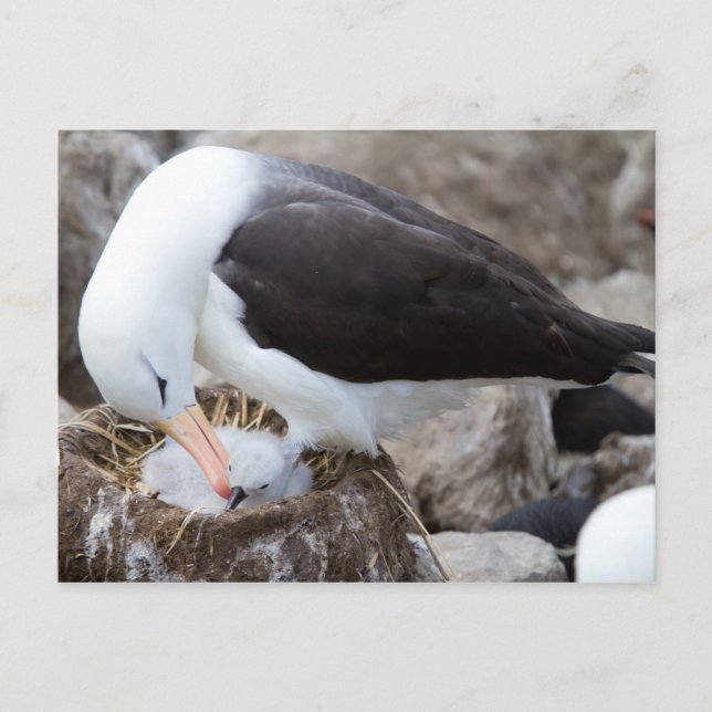 Postal Albatros con una chica (Anverso)