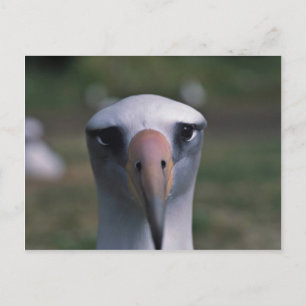 Postal Albatros de Laysan