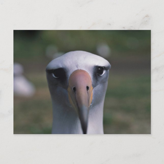 Postal Albatros de Laysan (Anverso)