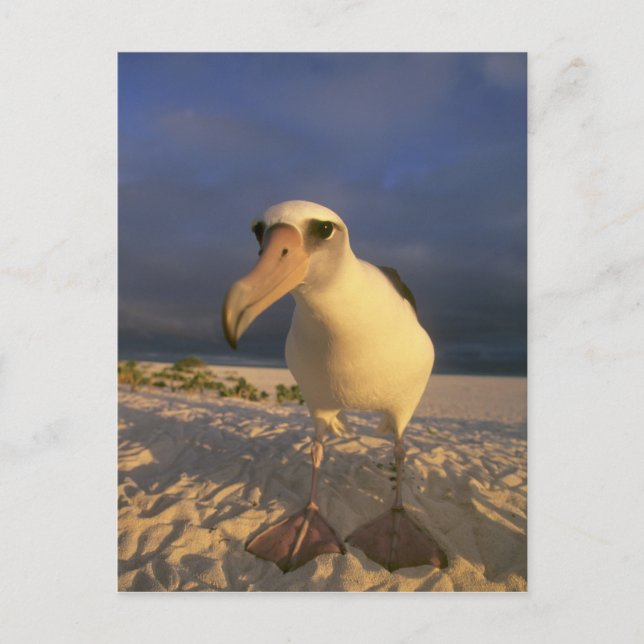 Postal Albatros de Laysan, Diomedea immutabilis), (Anverso)