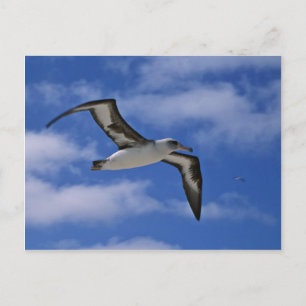 Postal Albatros de Laysan volando al aire