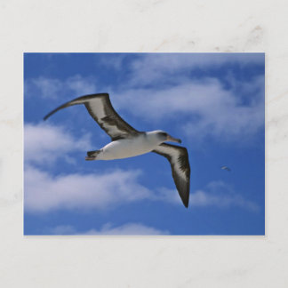 Postal Albatros de Laysan volando al aire