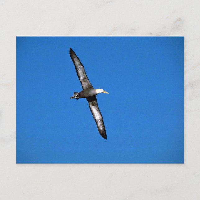 Postal Albatros ondulados en vuelo (Anverso)