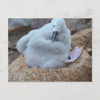Postal Albatross Chick