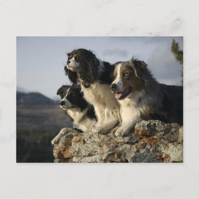 Postal Alberta (Canadá) 2 (Anverso)