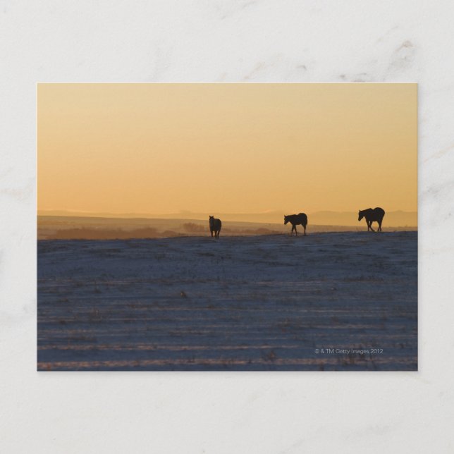 Postal Alberta (Canadá) 3 (Anverso)