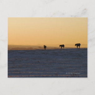 Postal Alberta (Canadá) 3