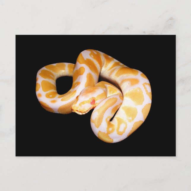 Postal Albino Ball Python (Anverso)