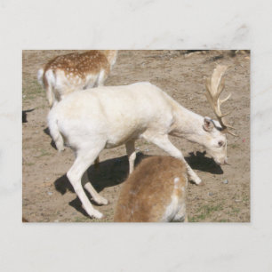 Postal albino buck
