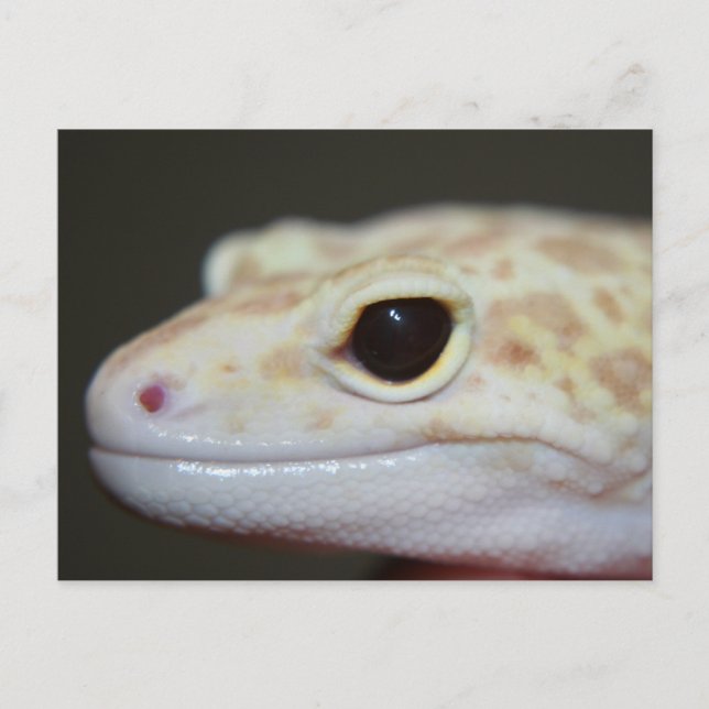 Postal Albino Leopard Gecko (Anverso)